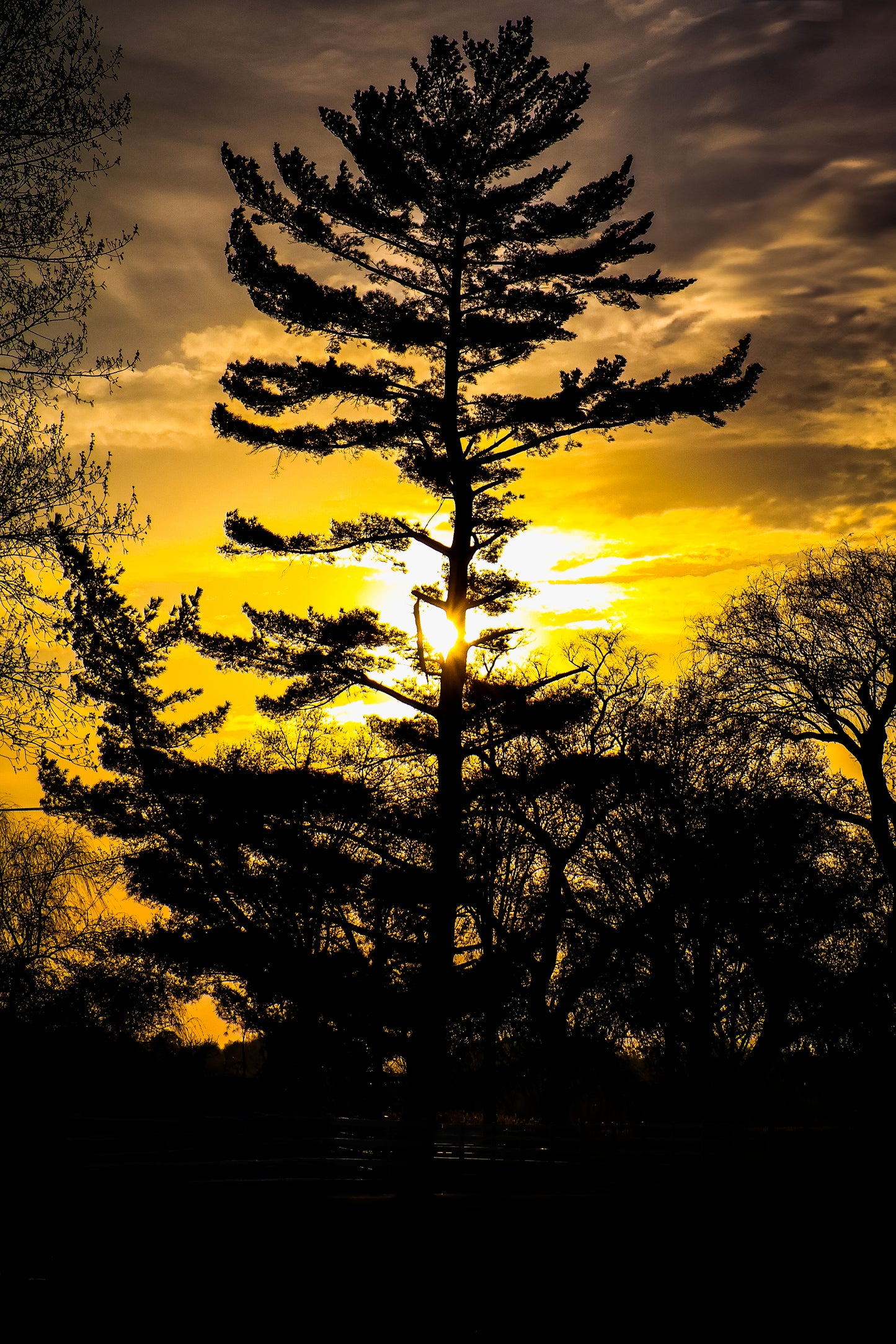 Nature's Splendor: A Collection of Digital Images