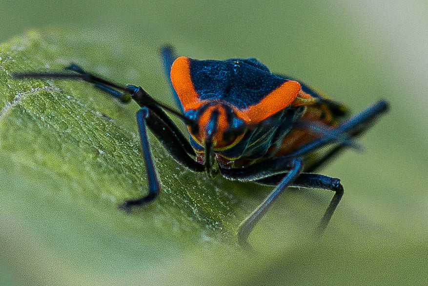 Macro Marvels Jun12_15:54