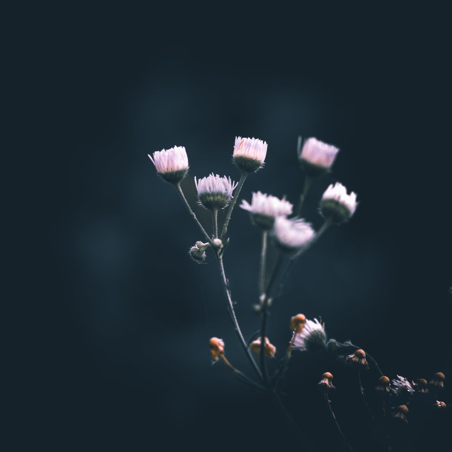 Macro Marvels Jun12_15:54