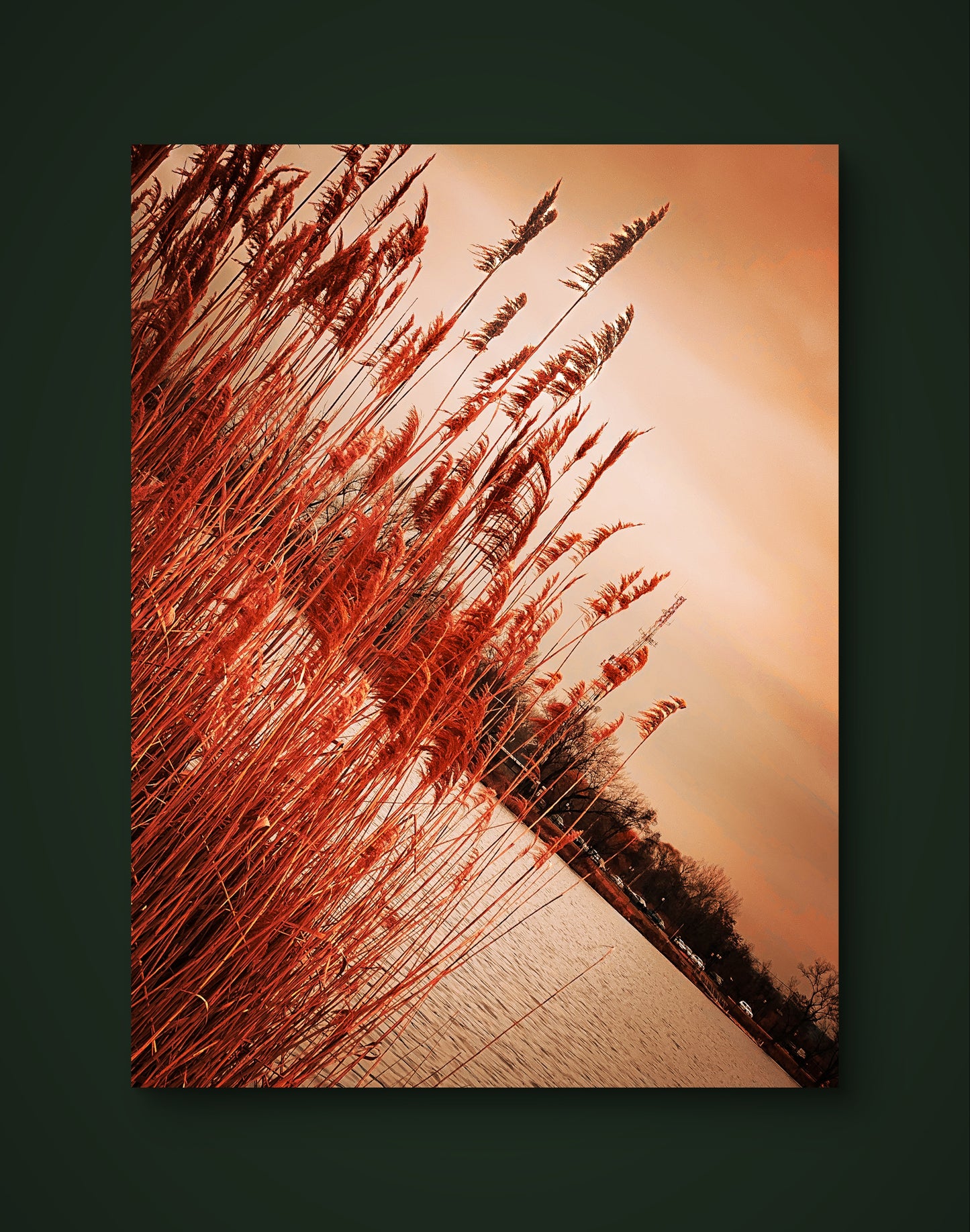 Nature's Splendor: A Collection of Digital Images