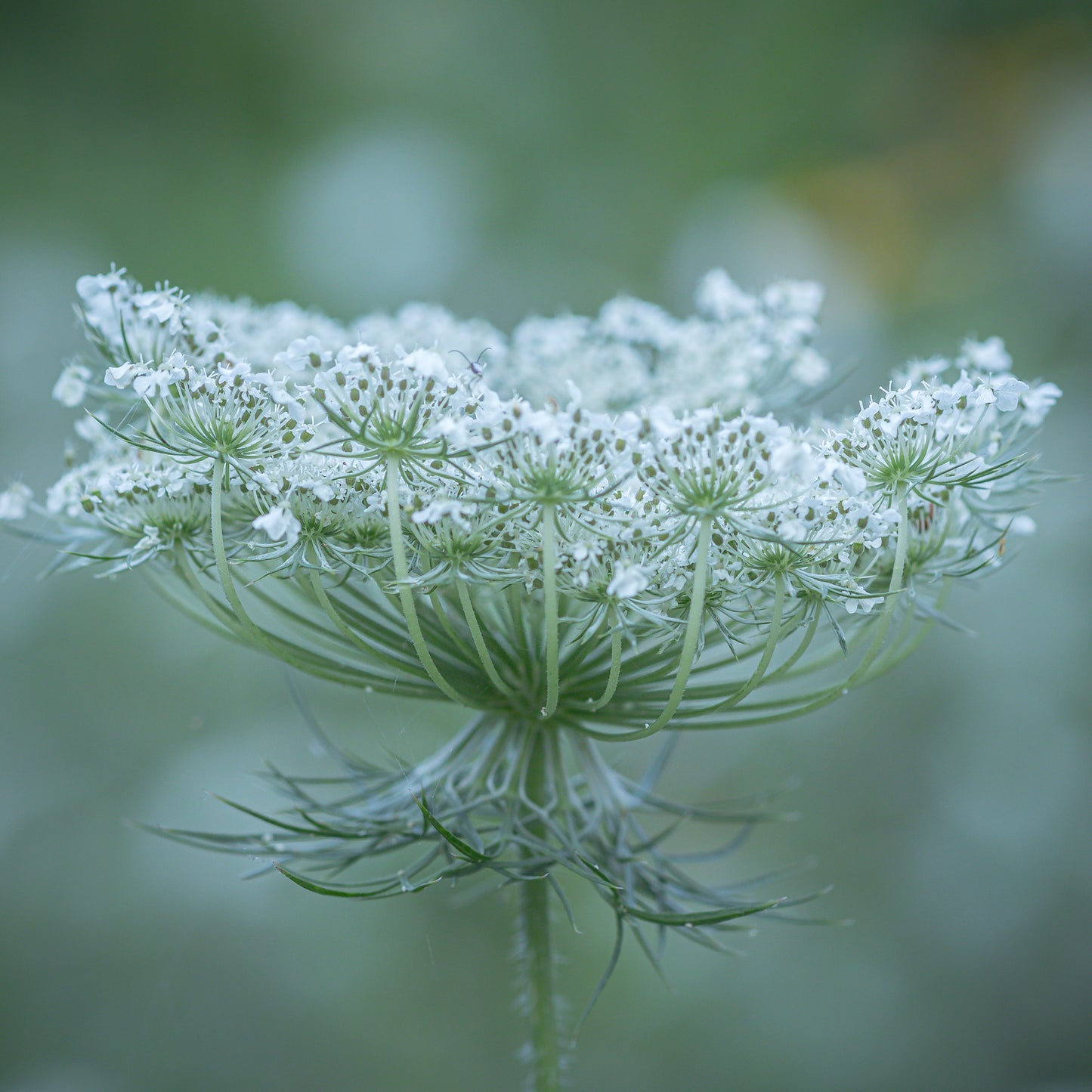 Macro Marvels Jun12_15:54