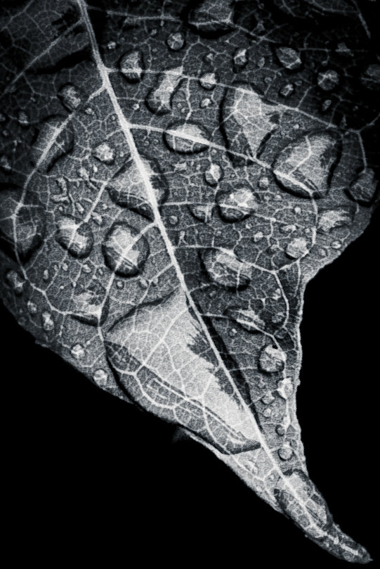 Macro Marvels Jun12_15:54