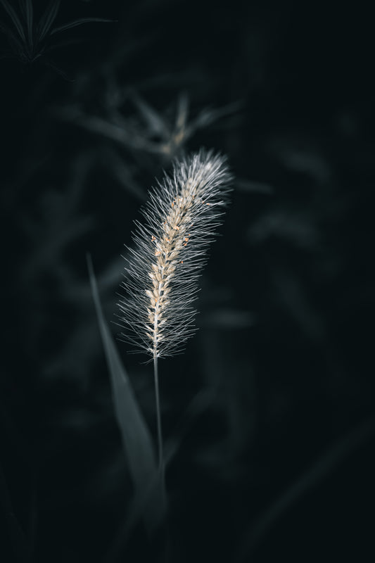 Macro Marvels Jun12_15:54