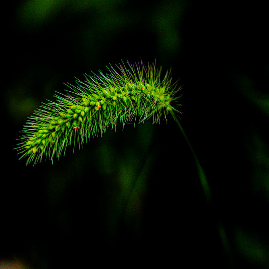 Macro Marvels Jun12_15:54