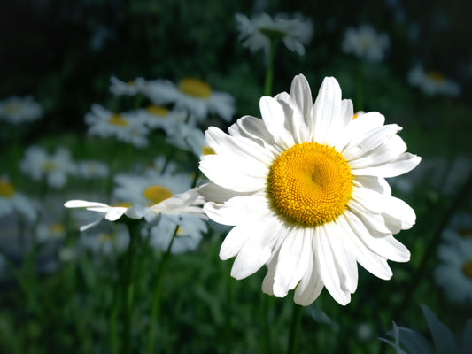 Floral beauty May 8_15:15