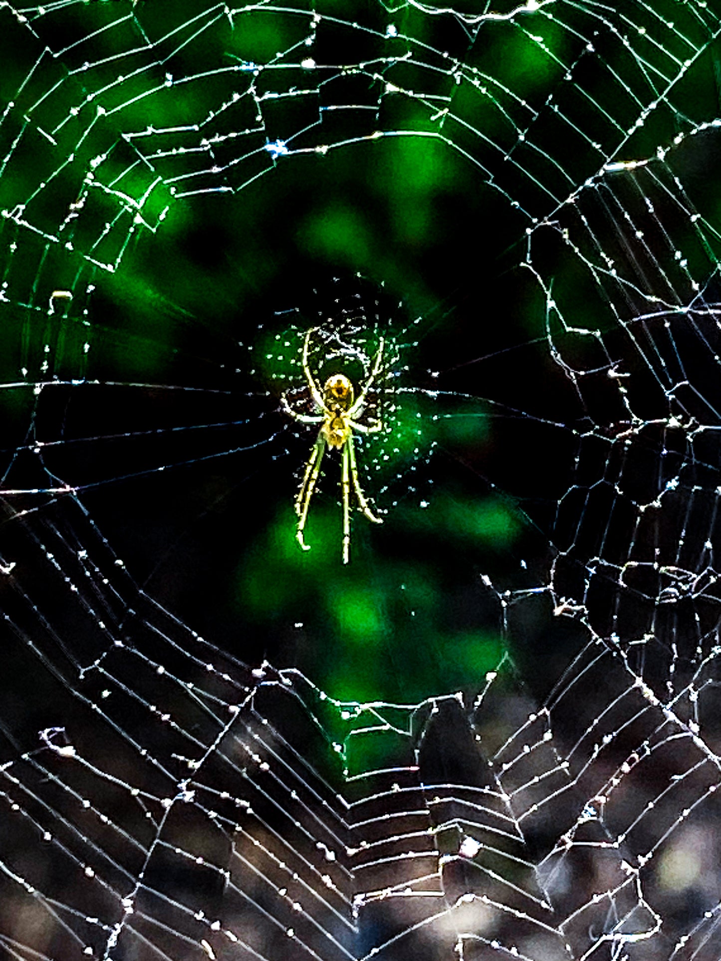 Nature's Splendor: A Collection of Digital Images