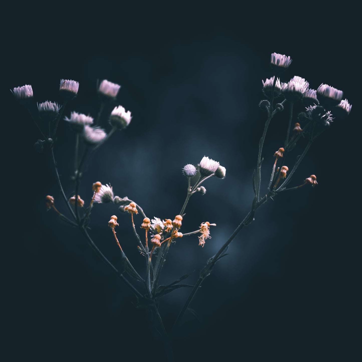 Macro Marvels Jun12_15:54