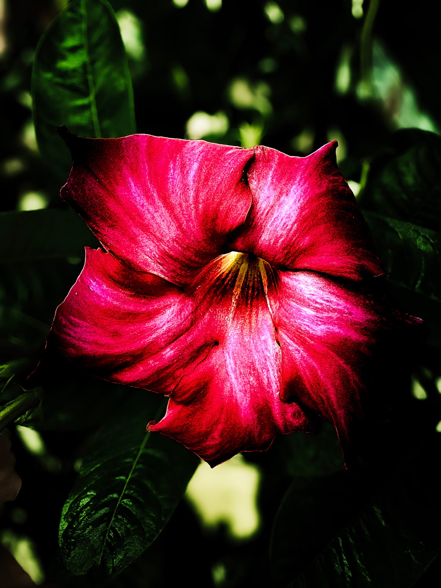 Floral beauty May 8_15:15
