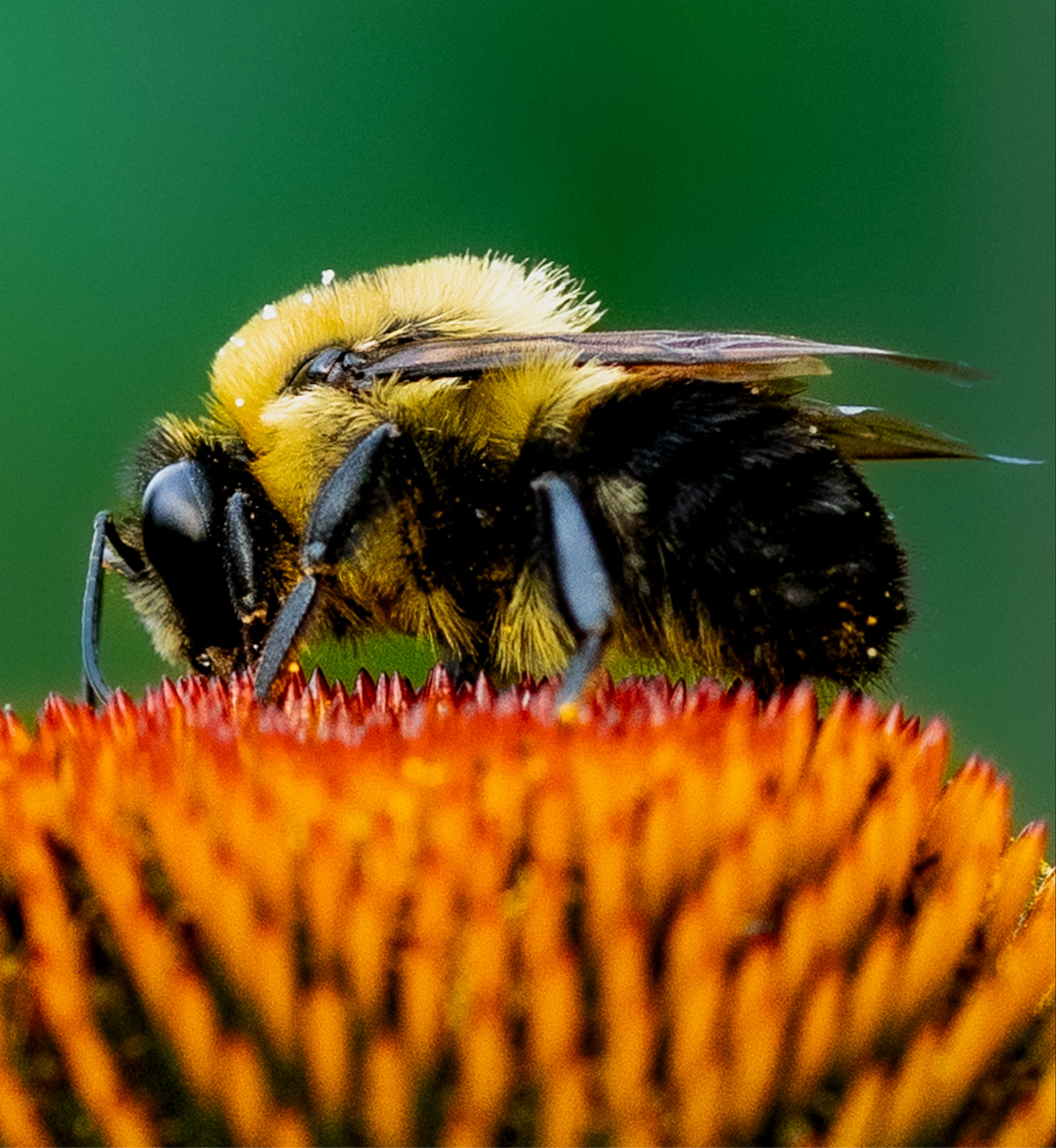 Macro Marvels Jun12_15:54