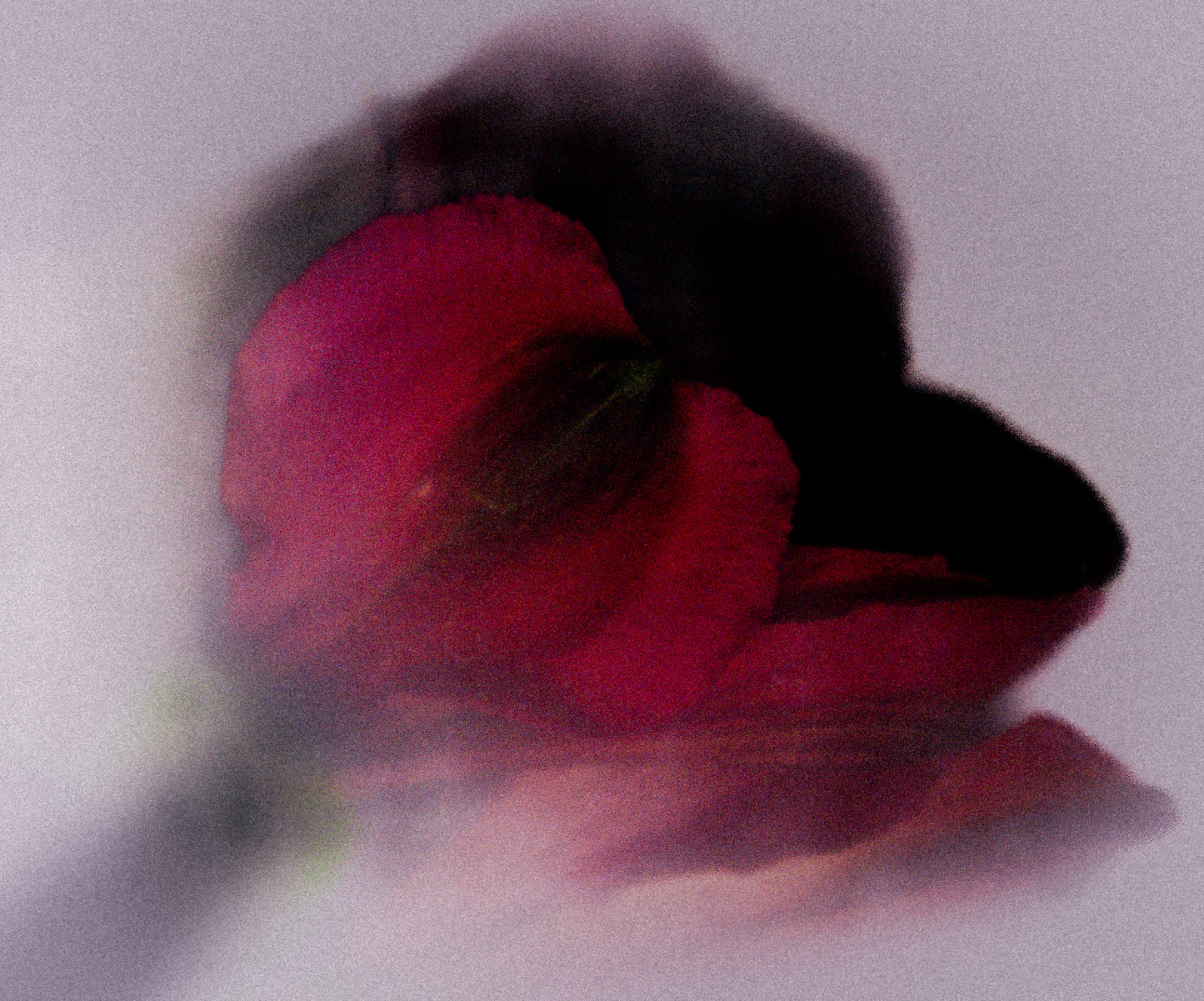Floral beauty May 8_15:15