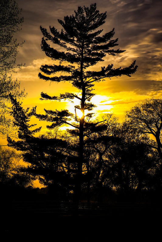 *"Nature's Splendor: A Collection of Digital Images"*